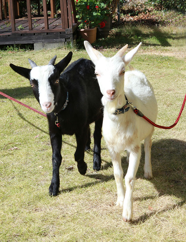峠茶房202の看板ヤギ
