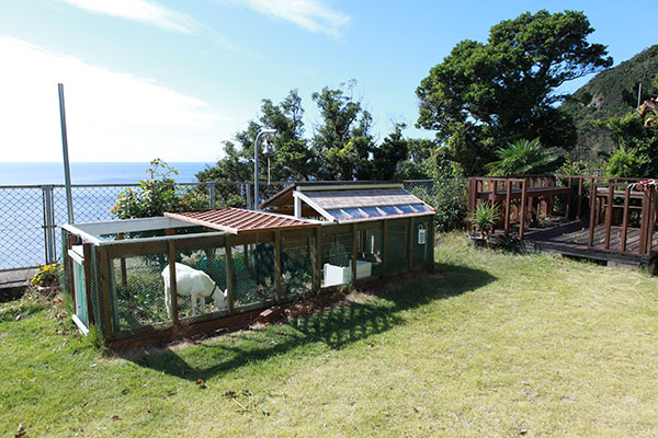 窓の外には芝生とヤギと海